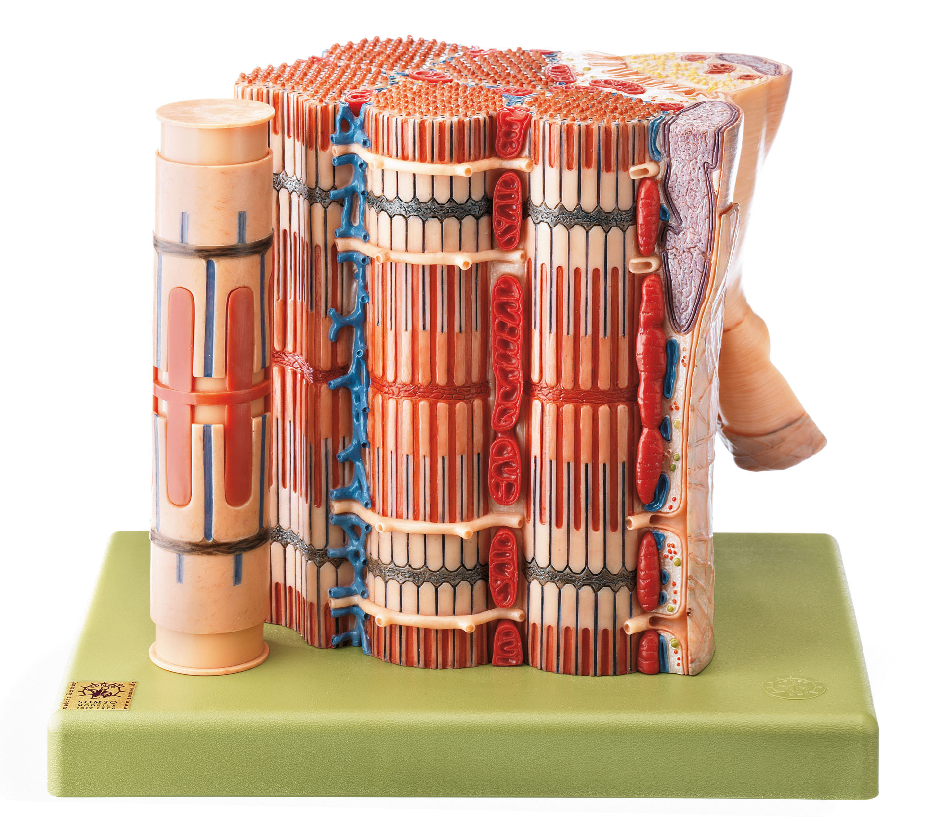 Functional Model of the Skeletal Muscular Fibre