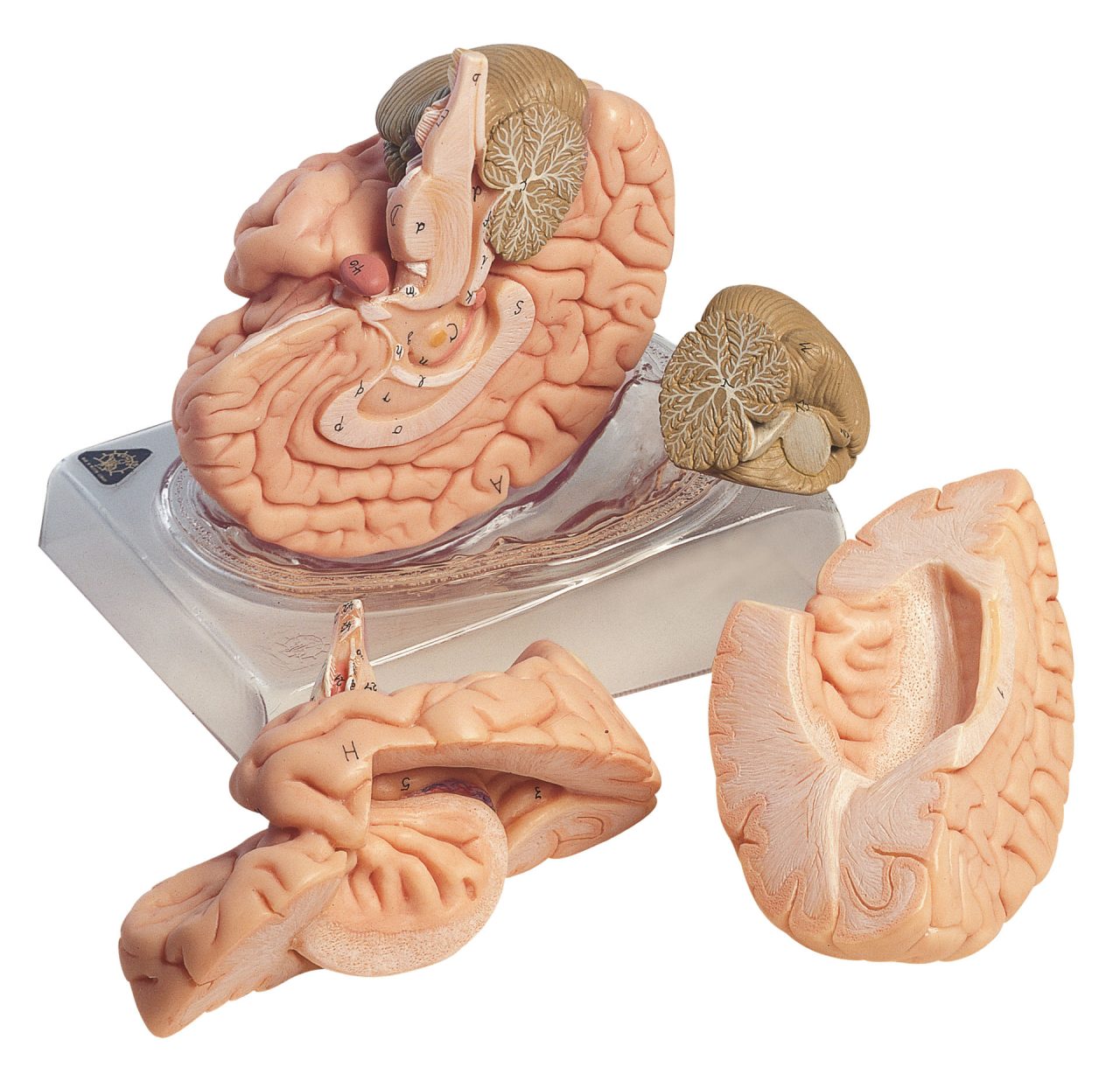 Brain - Separates Into 4 Parts