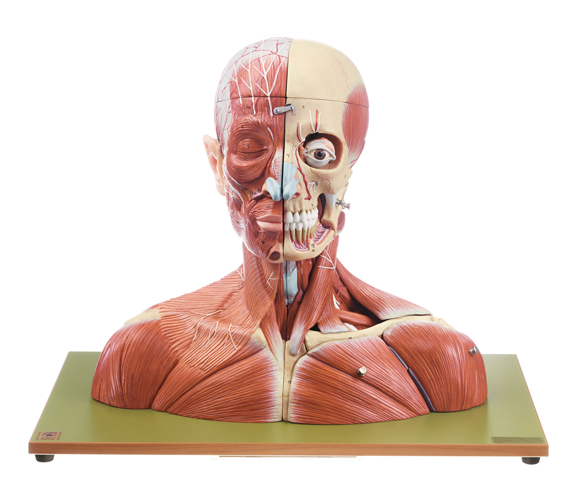 Head and Neck