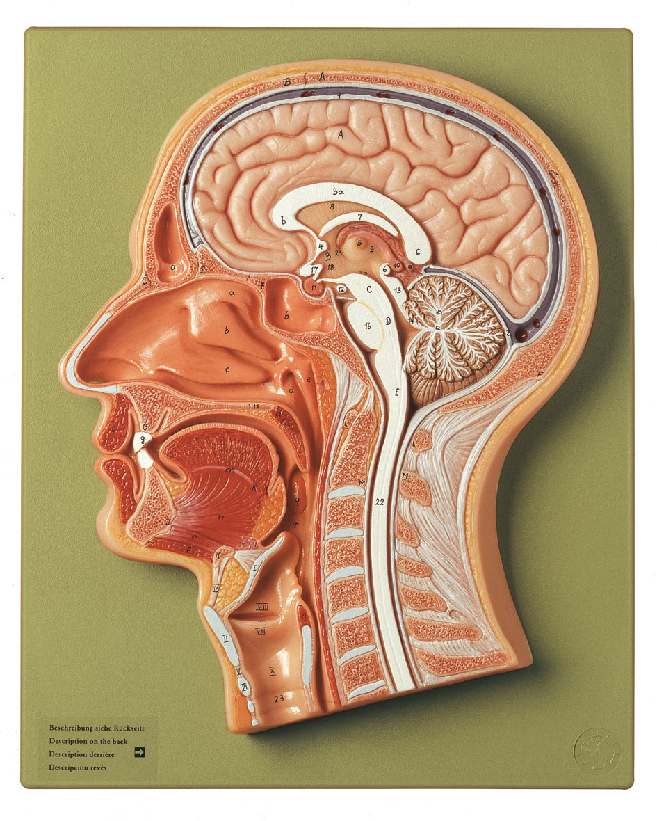 Median Section of the Head, Light