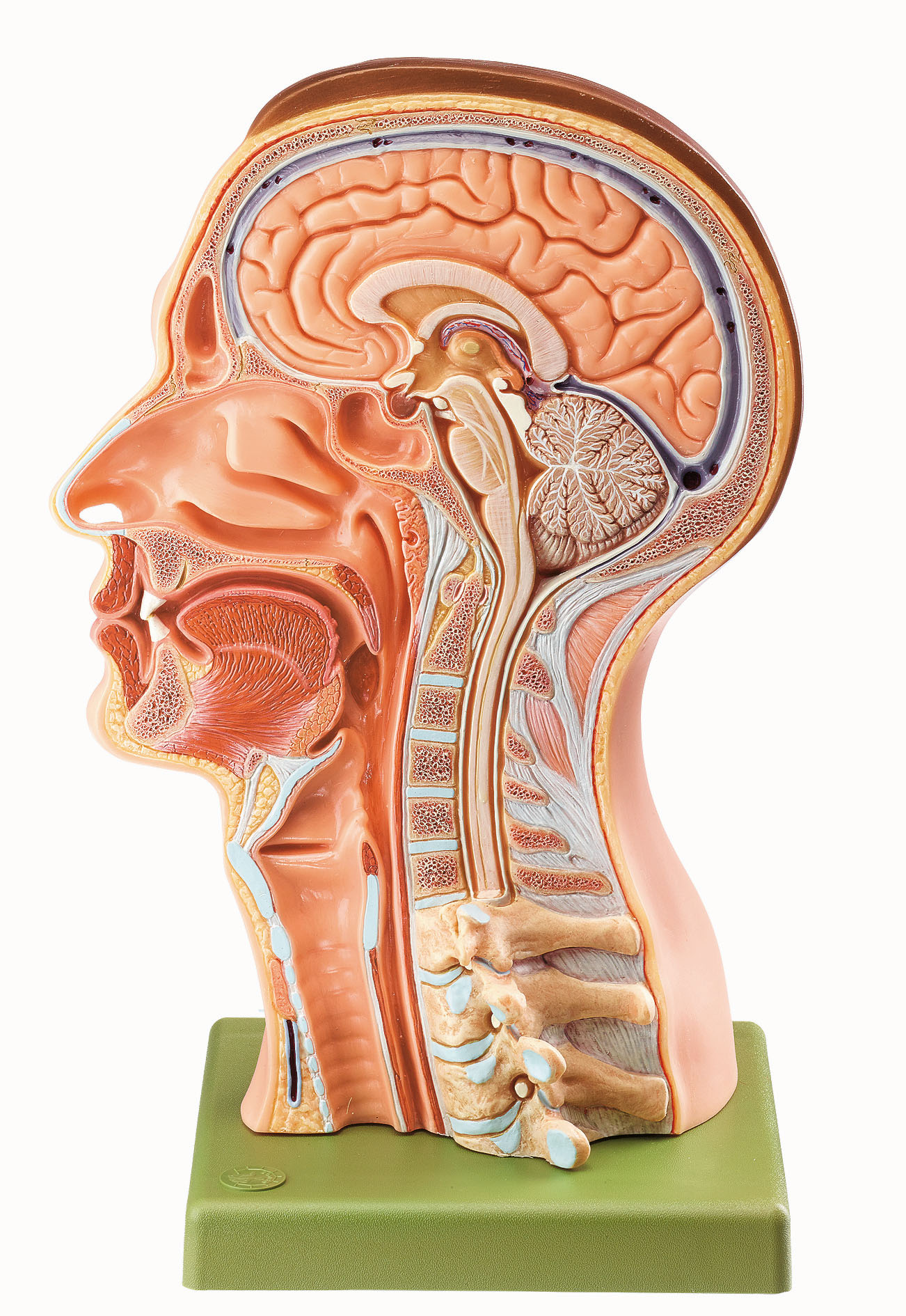 Model of the Head, Light