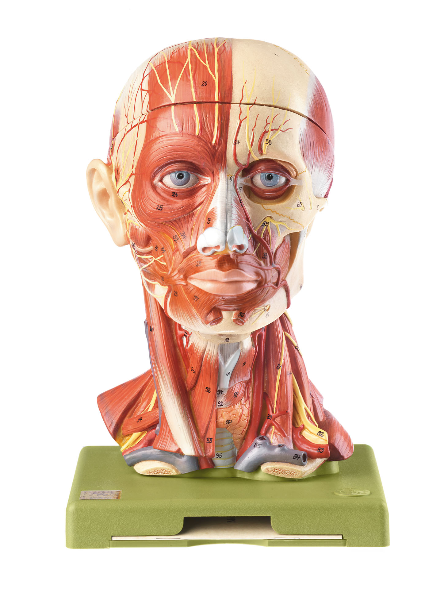 Head With Muscles, Vessels and Nerves, Light