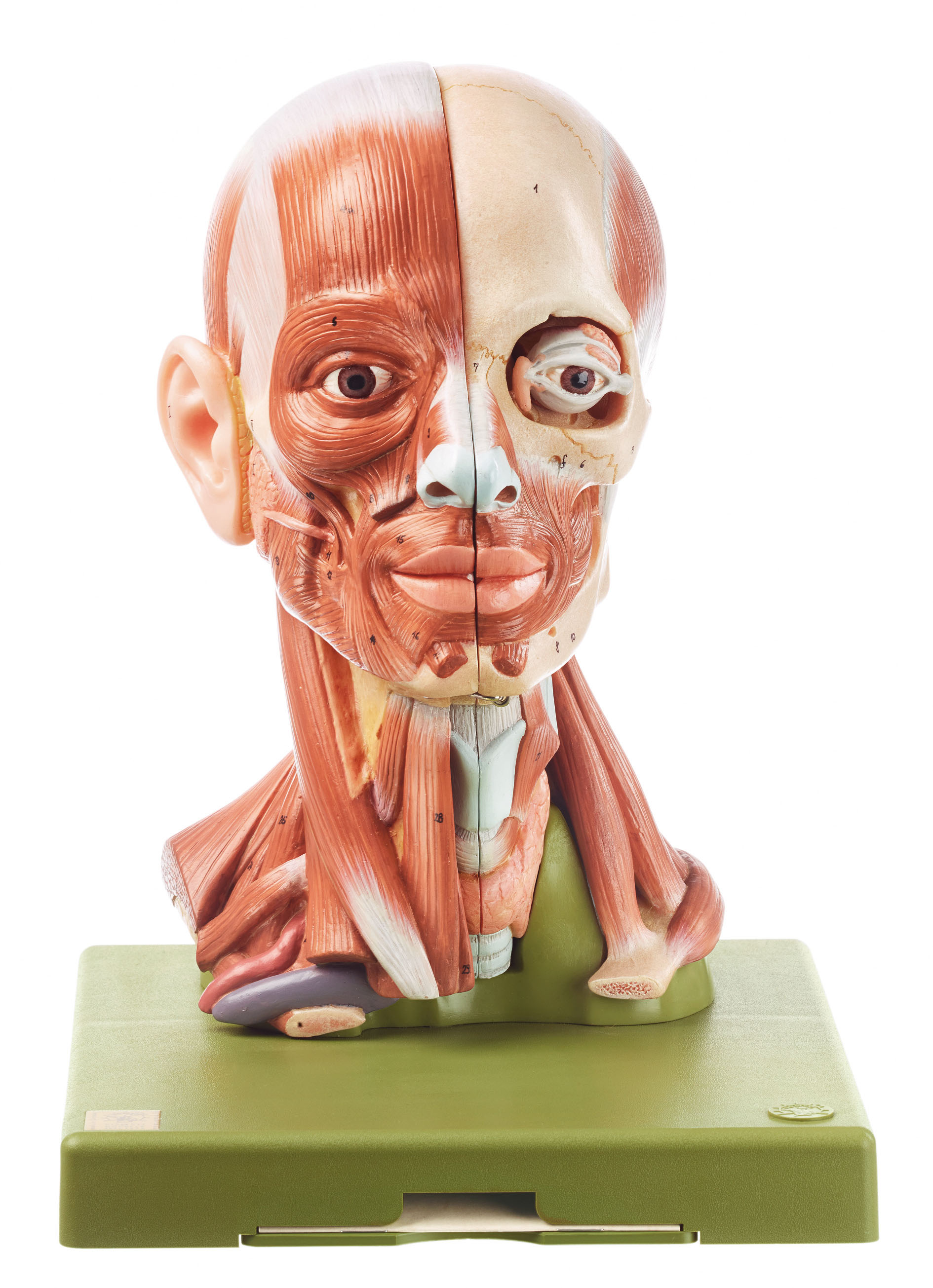 Head With Muscles, Light