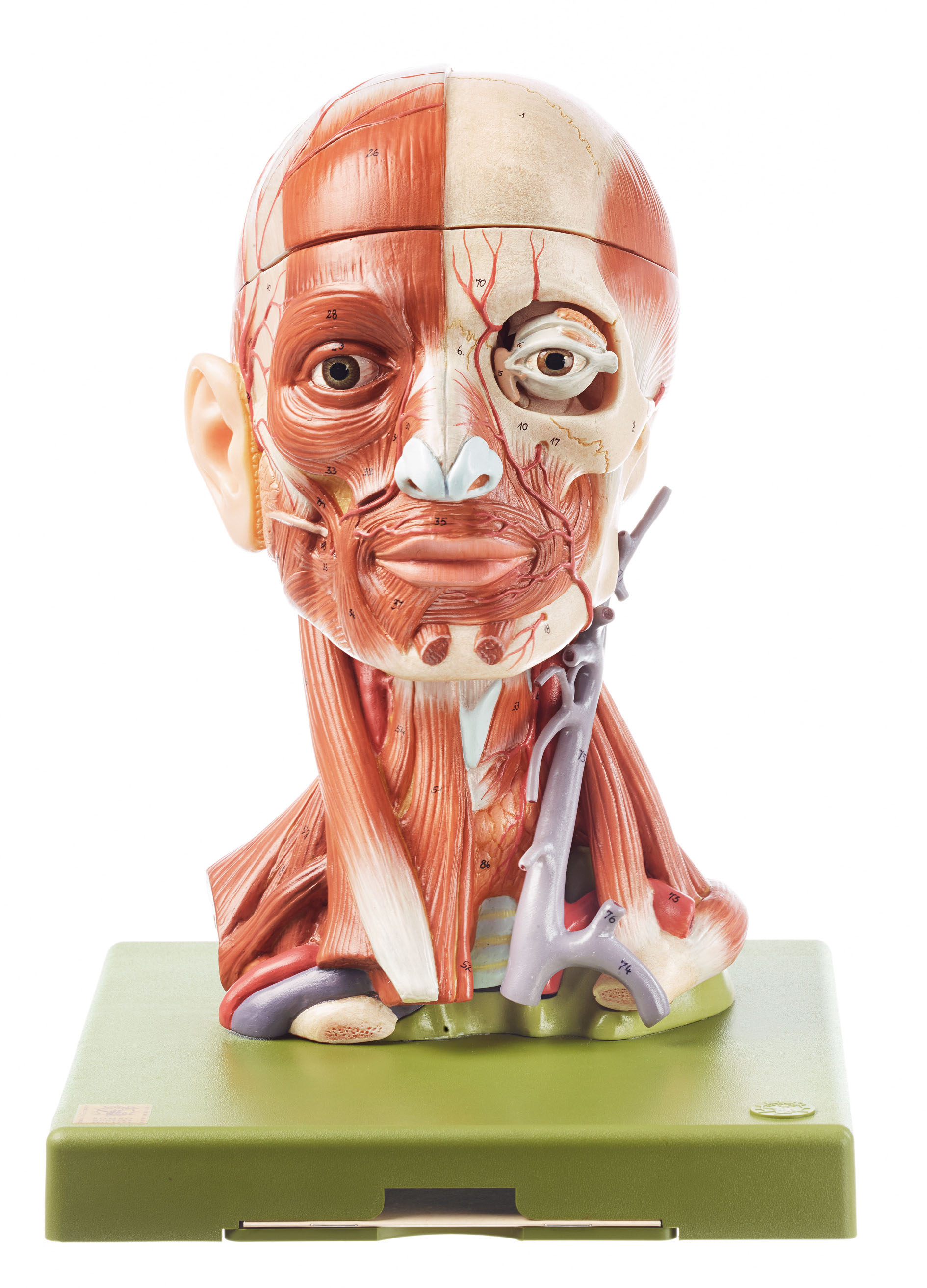 Head With Muscles, Light