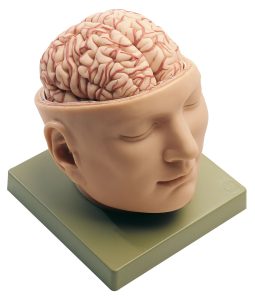 Base of the Head, Light