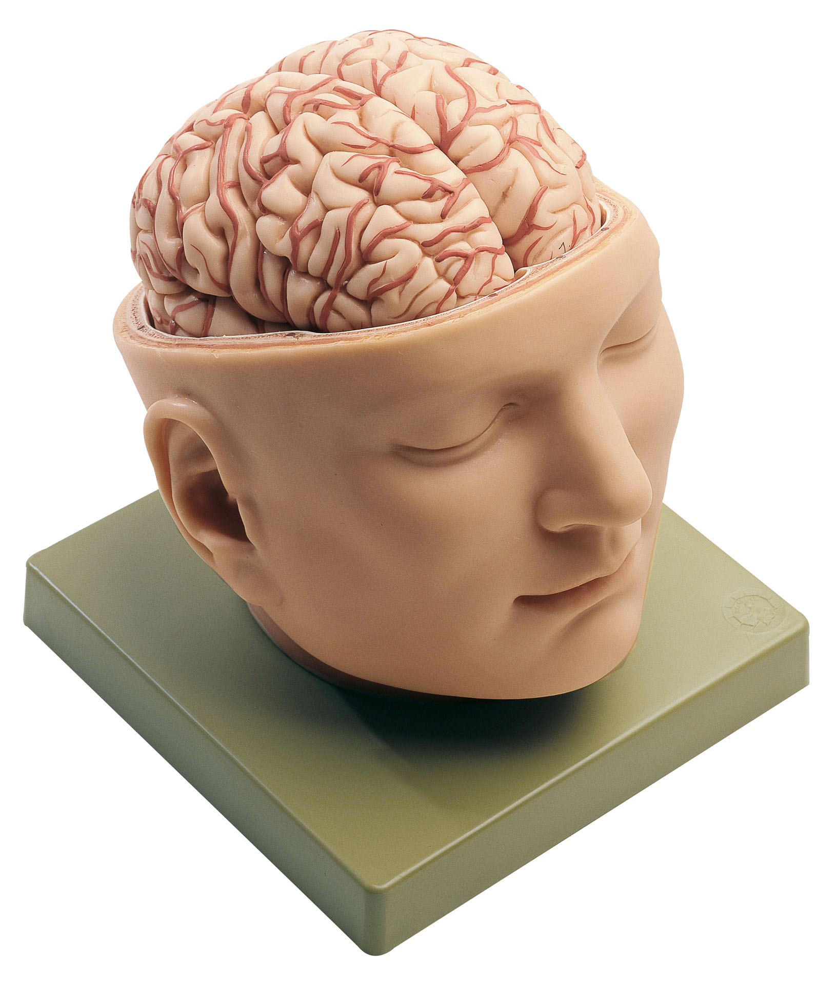 Base of the Head, Light