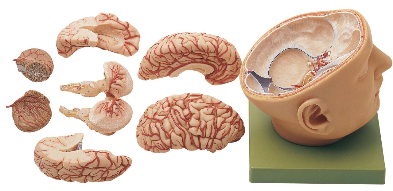 Base of the Head, Light