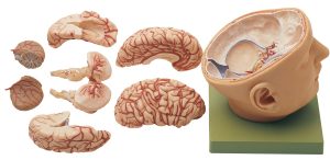 Base of the Head, Light