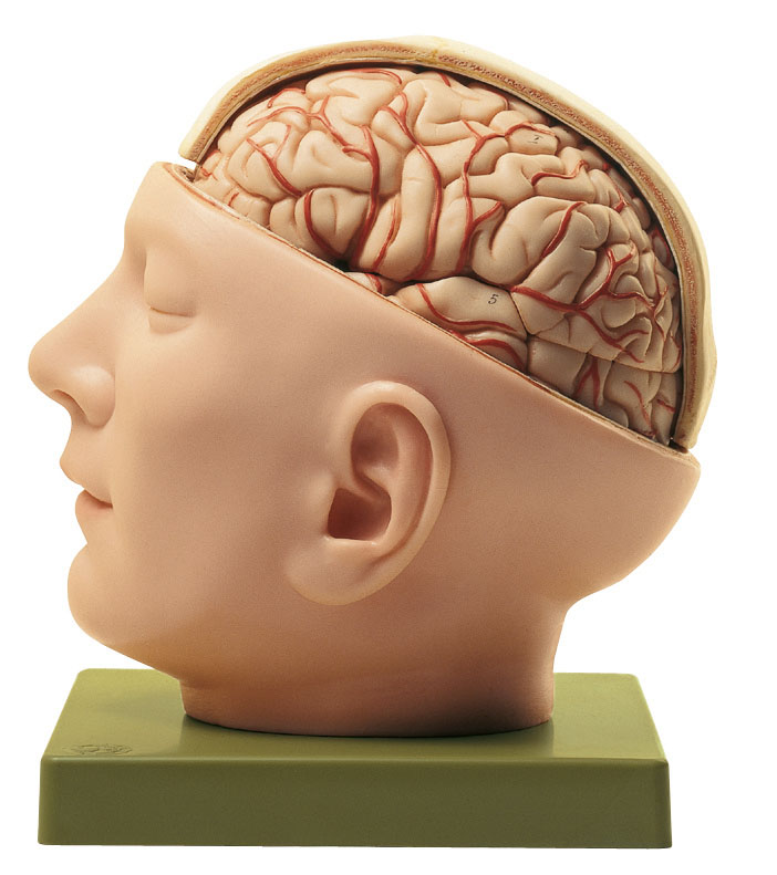 Base of the Head, Light