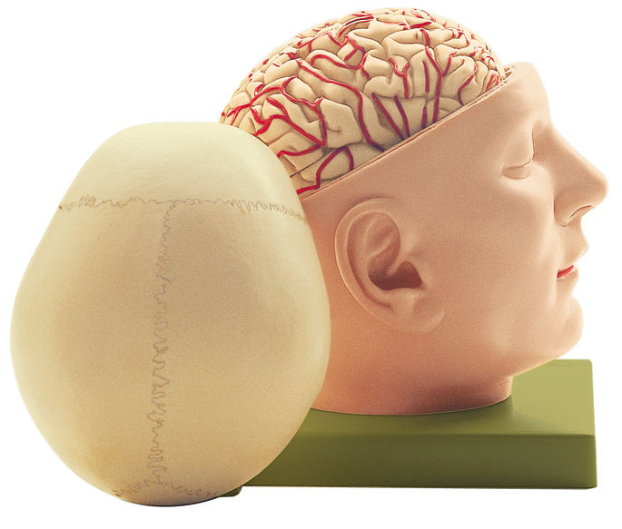Base of the Head, Light