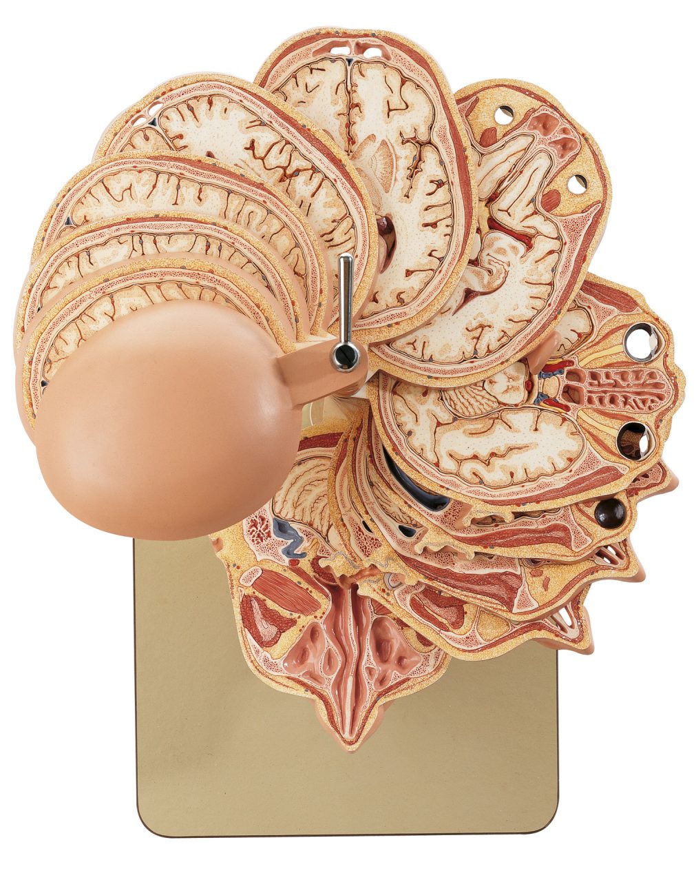 Anatomical Sectional Model of the Head (Combined With Corresponding Mr-figures), Light