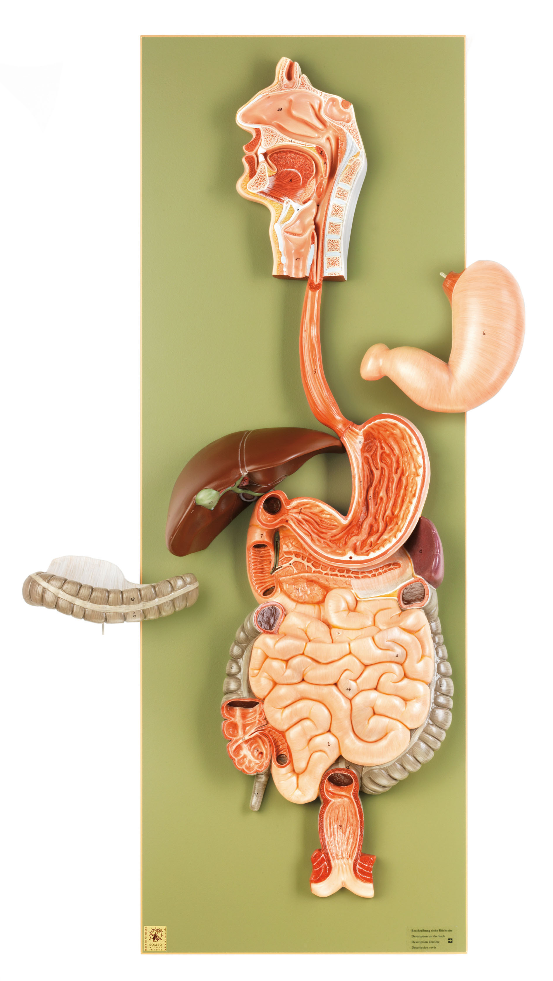 Digestive Tract, Light