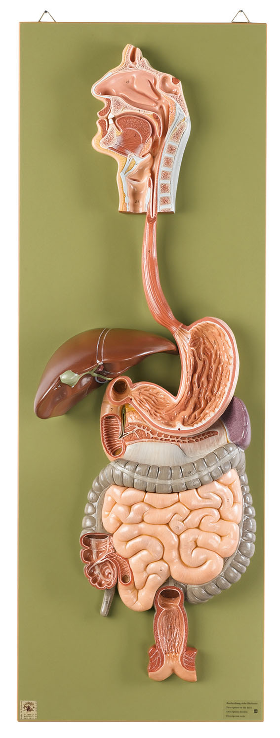 Digestive System, Light