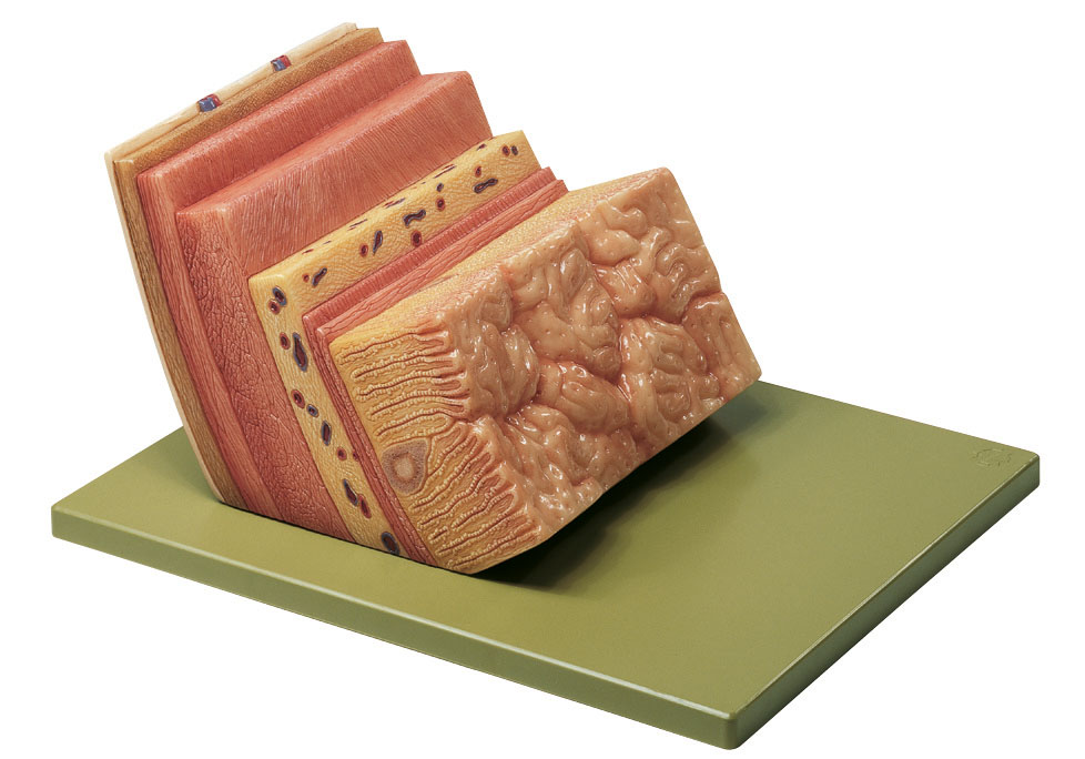Stomach Wall