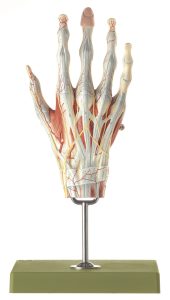 Muscles of the Hand With Base of the Forearm, Light