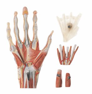 Muscles of the Hand With Base of the Forearm, Light