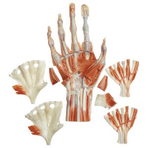 Surgical Hand Model, Light