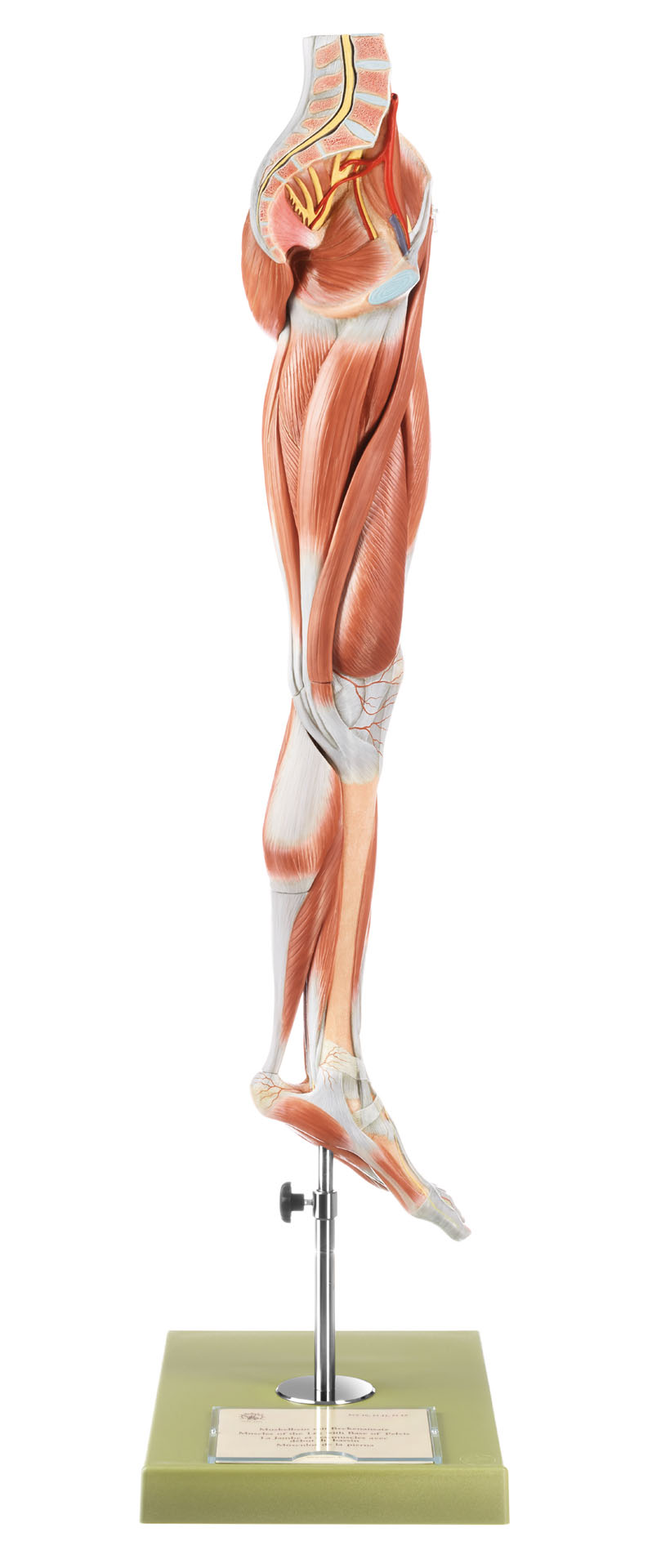 Muscles of the Leg With Base of Pelvis, Light