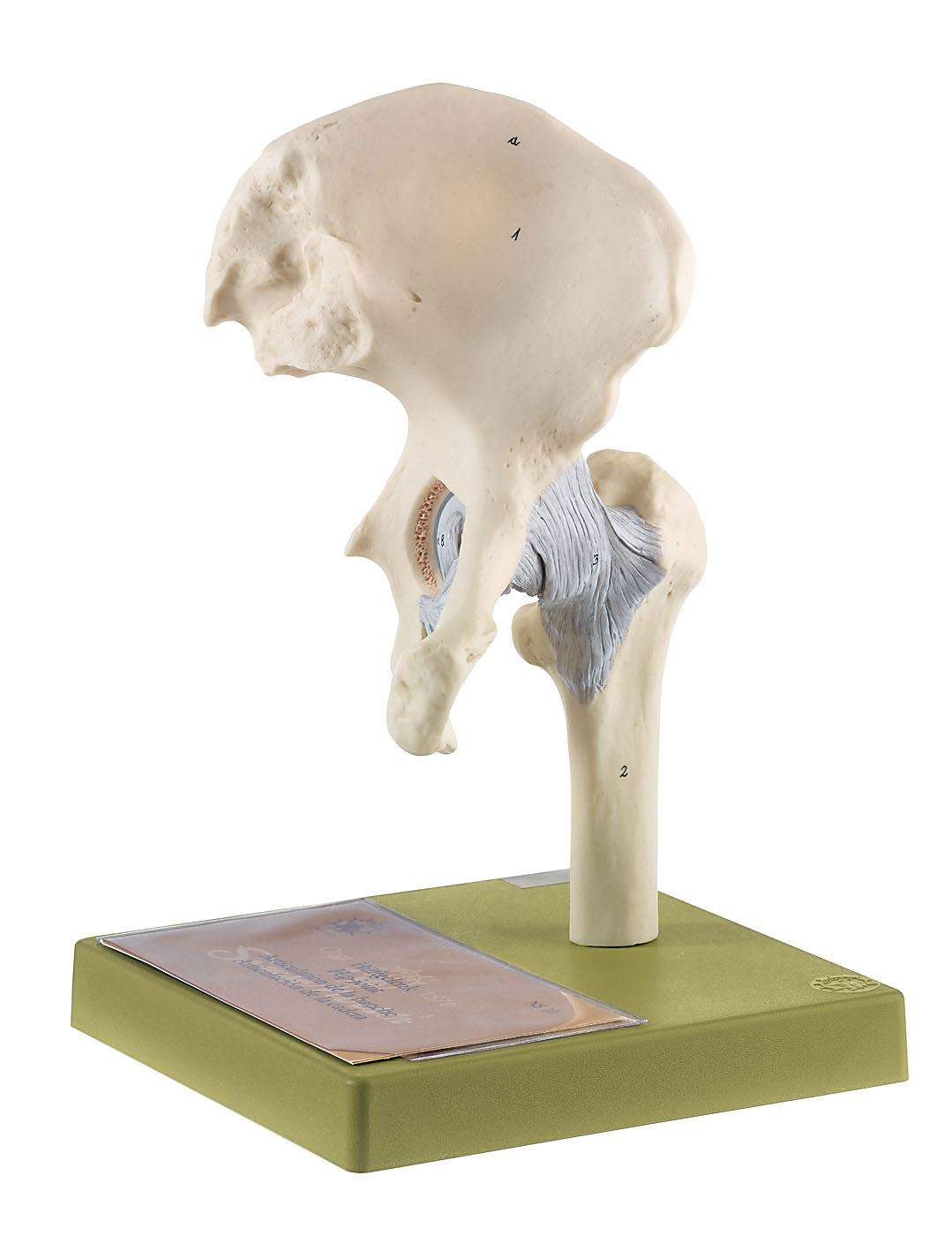 Hip Joint