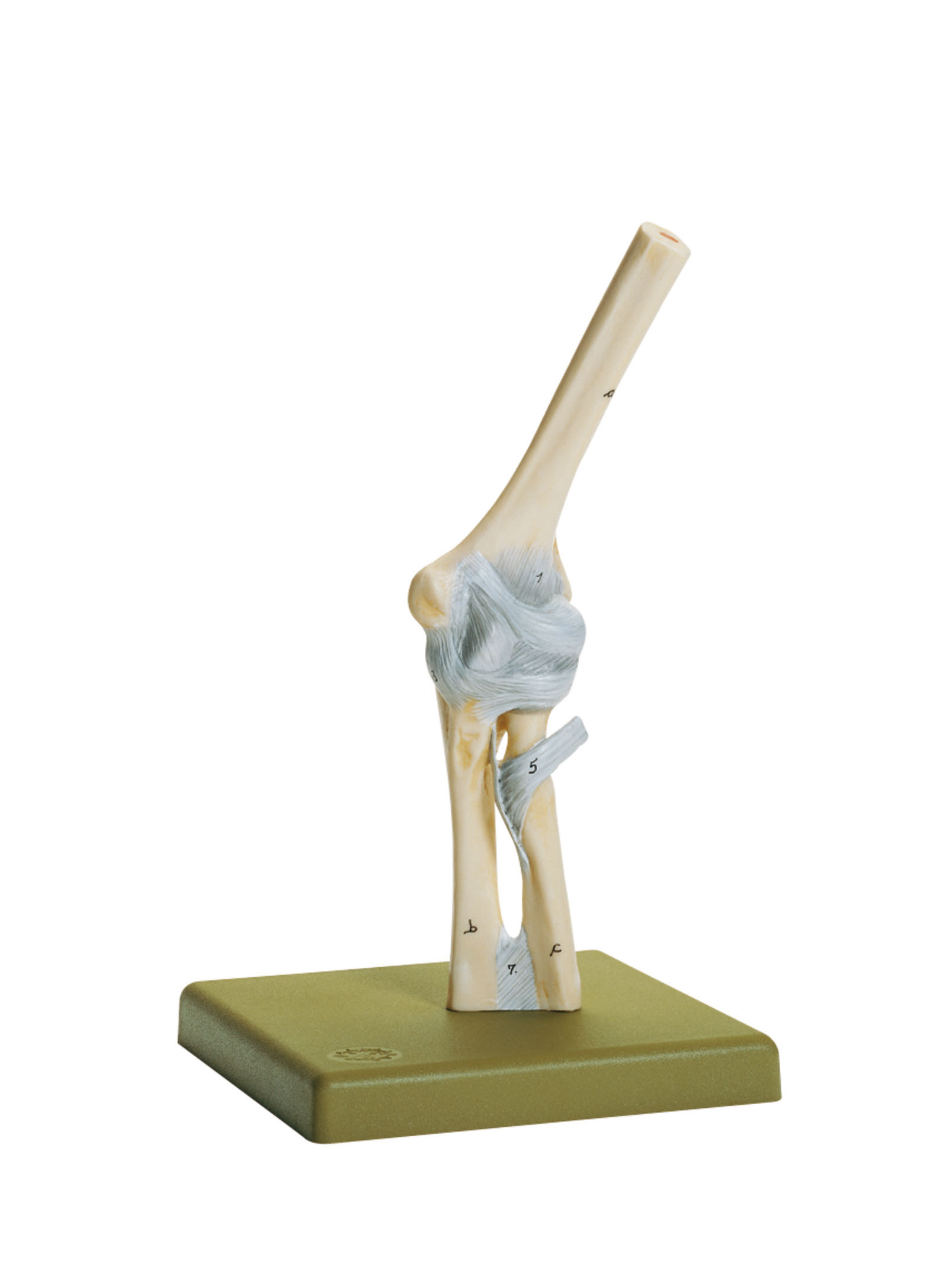 Elbow Joint