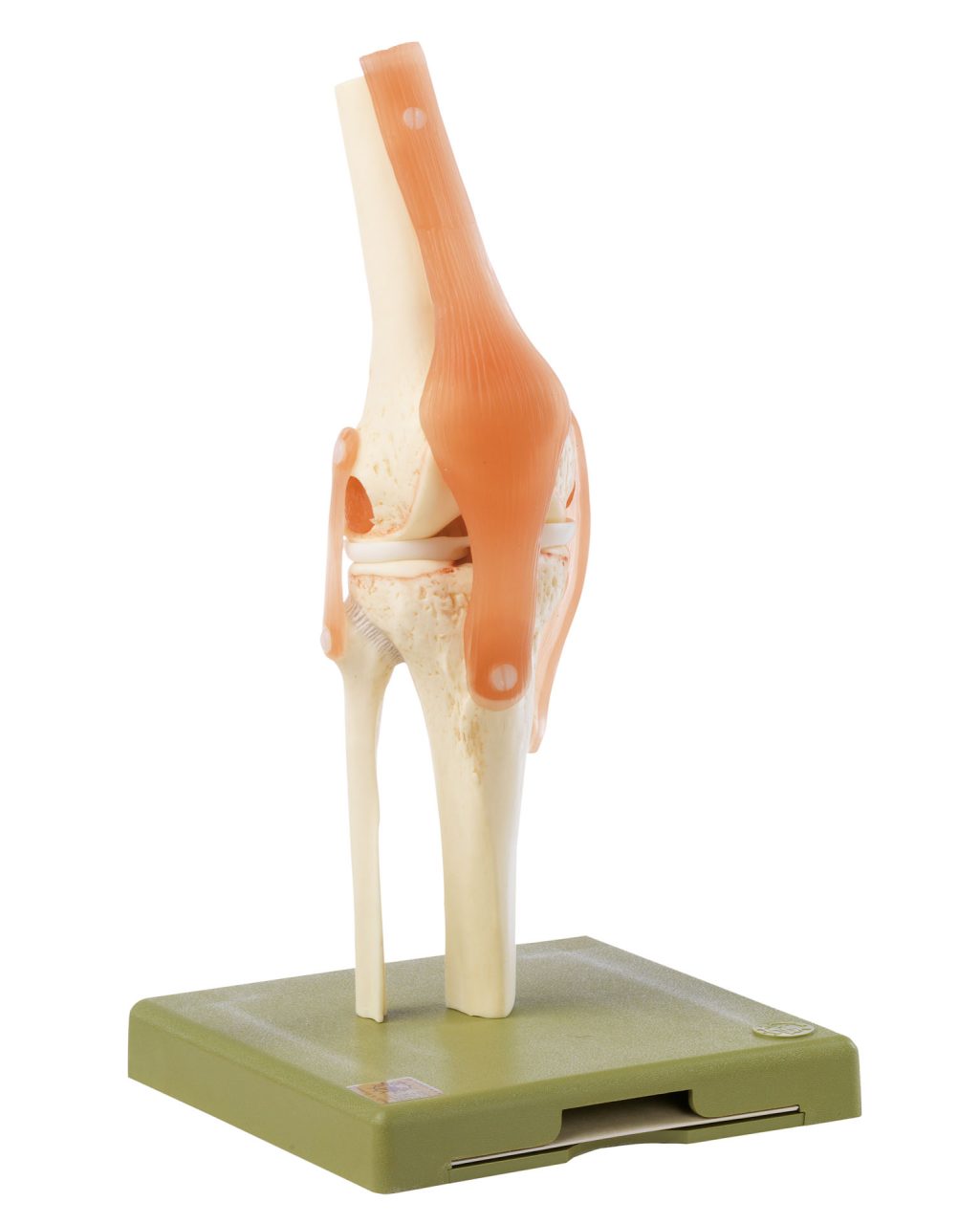 Functional Model of the Knee Joint