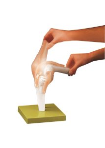 Functional Model of the Knee Joint