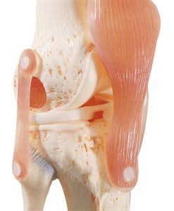 Functional Model of the Knee Joint