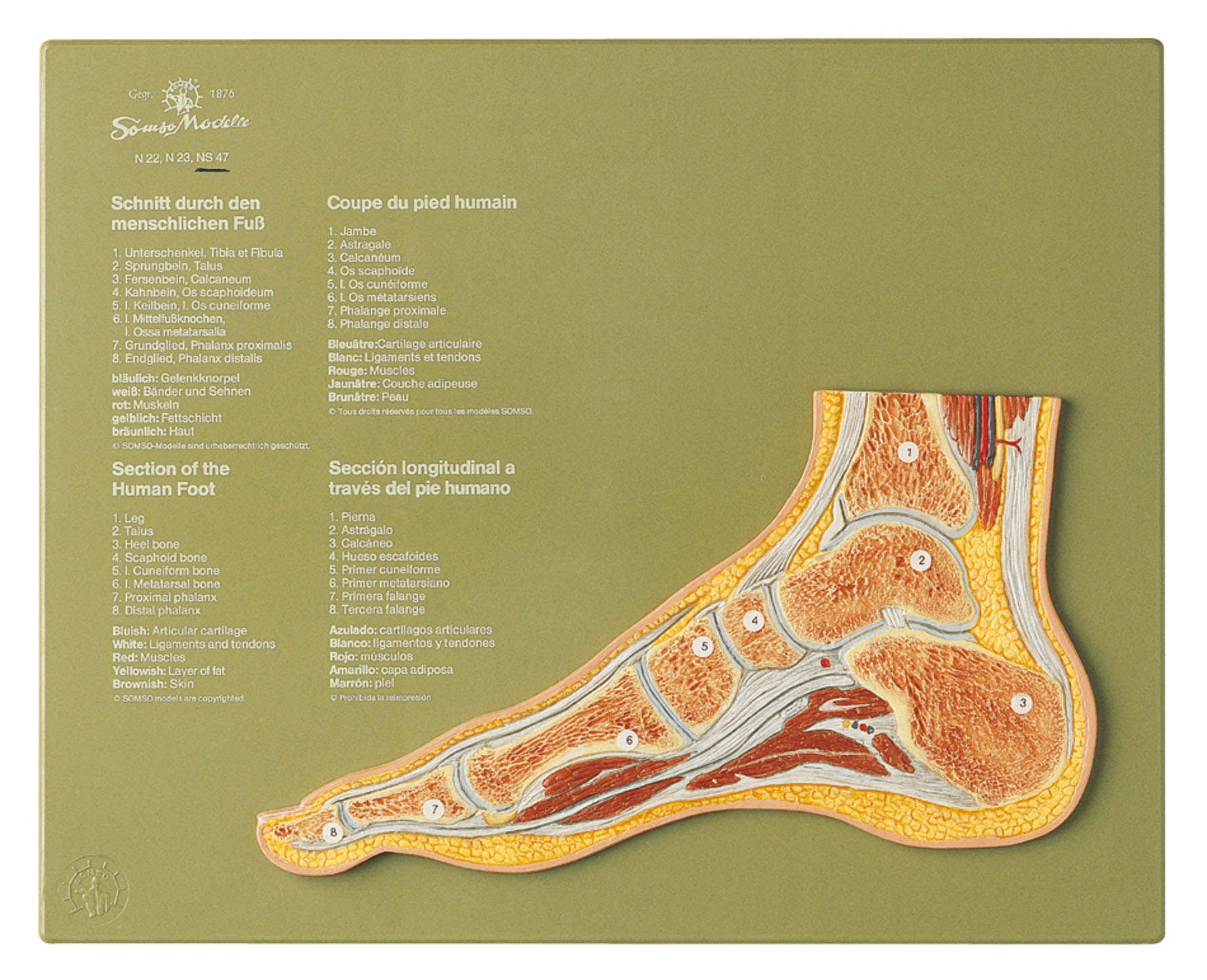 Section Through a Normal Foot, Light
