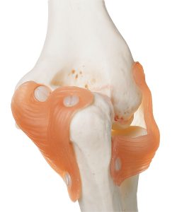 Functional Model of the Elbow Joint