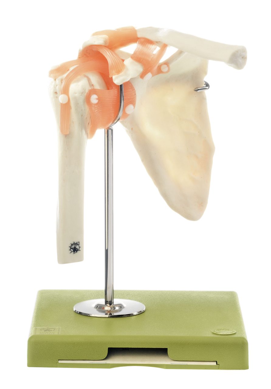 Functional Model of the Shoulder Joint