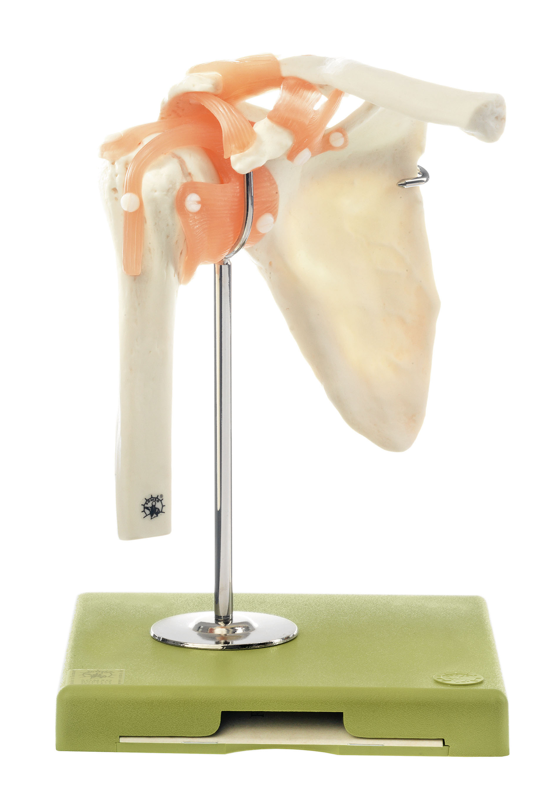 Functional Model of the Shoulder Joint