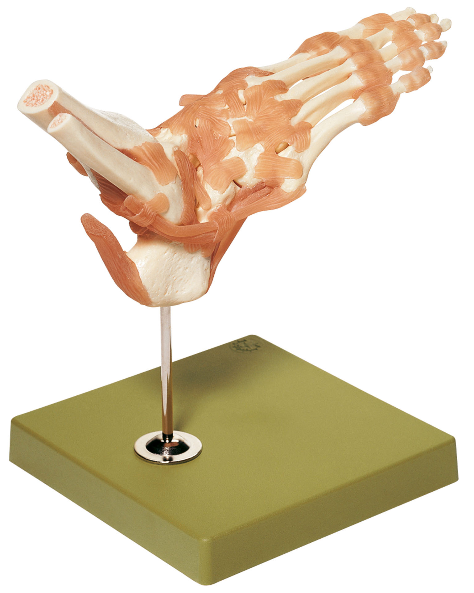 Functional Model of the Joints of the Foot