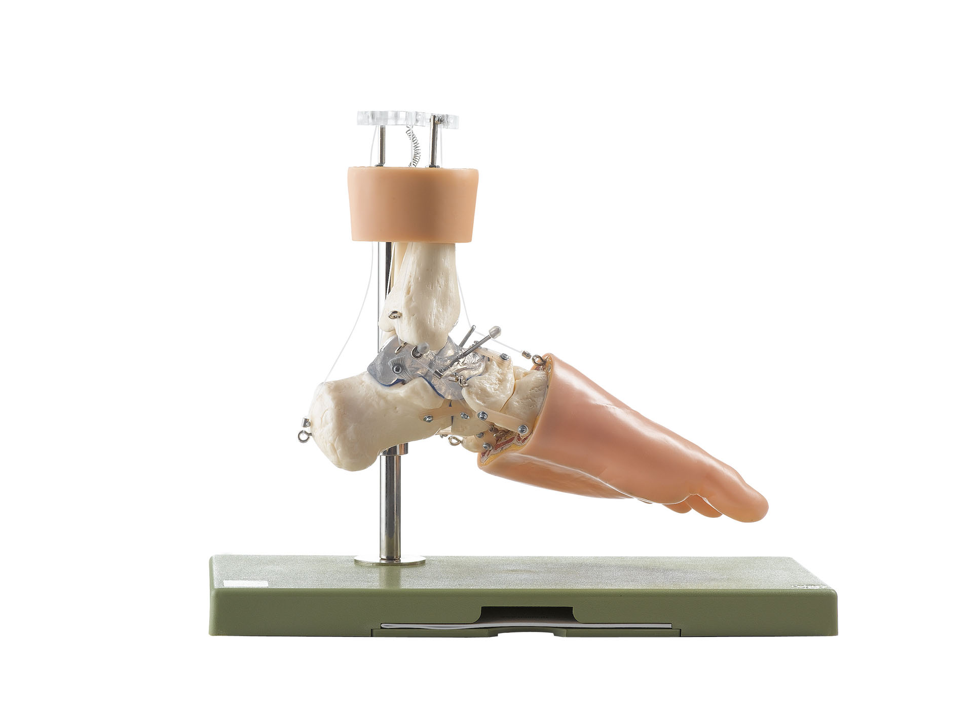 Functional Model of the Tarsus, Light