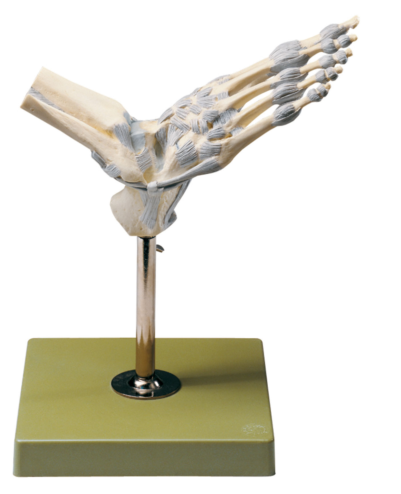 Ankle Joints With Ligaments