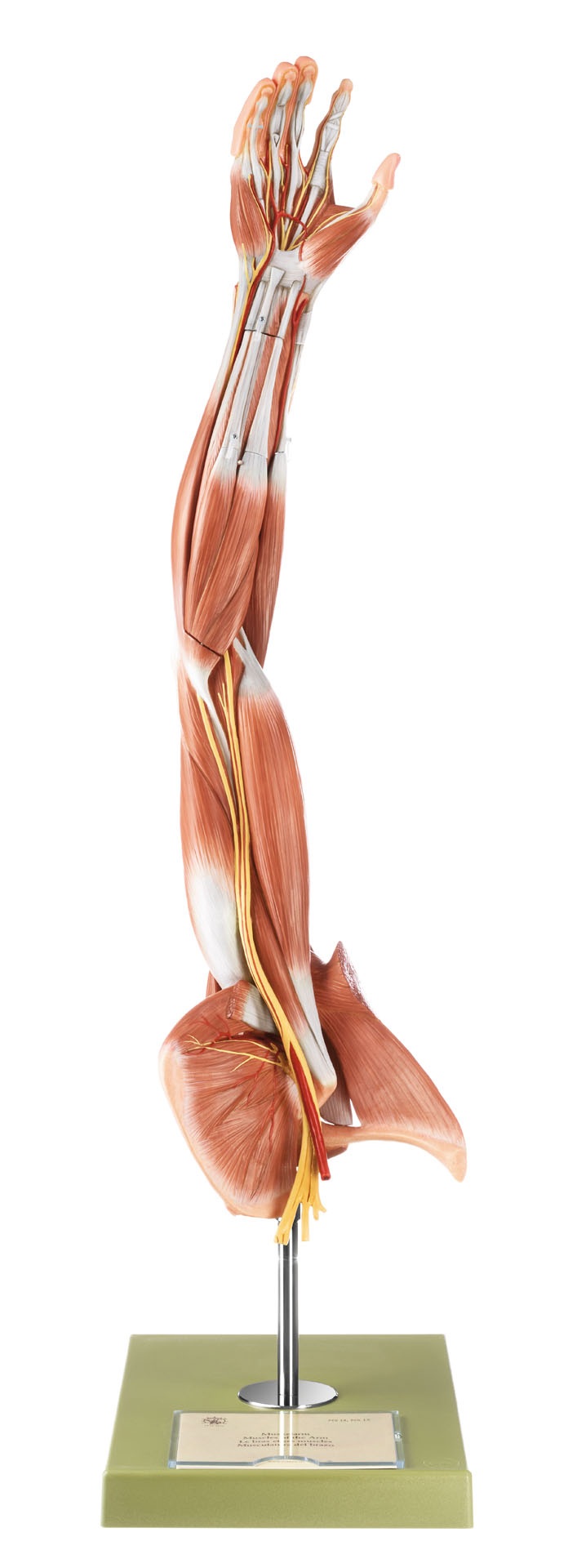 Muscles of the Arm With Shoulder Girdle, Light
