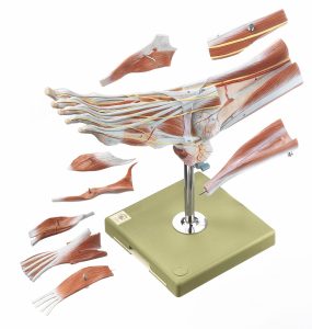 Muscles of the Foot - 9 Parts