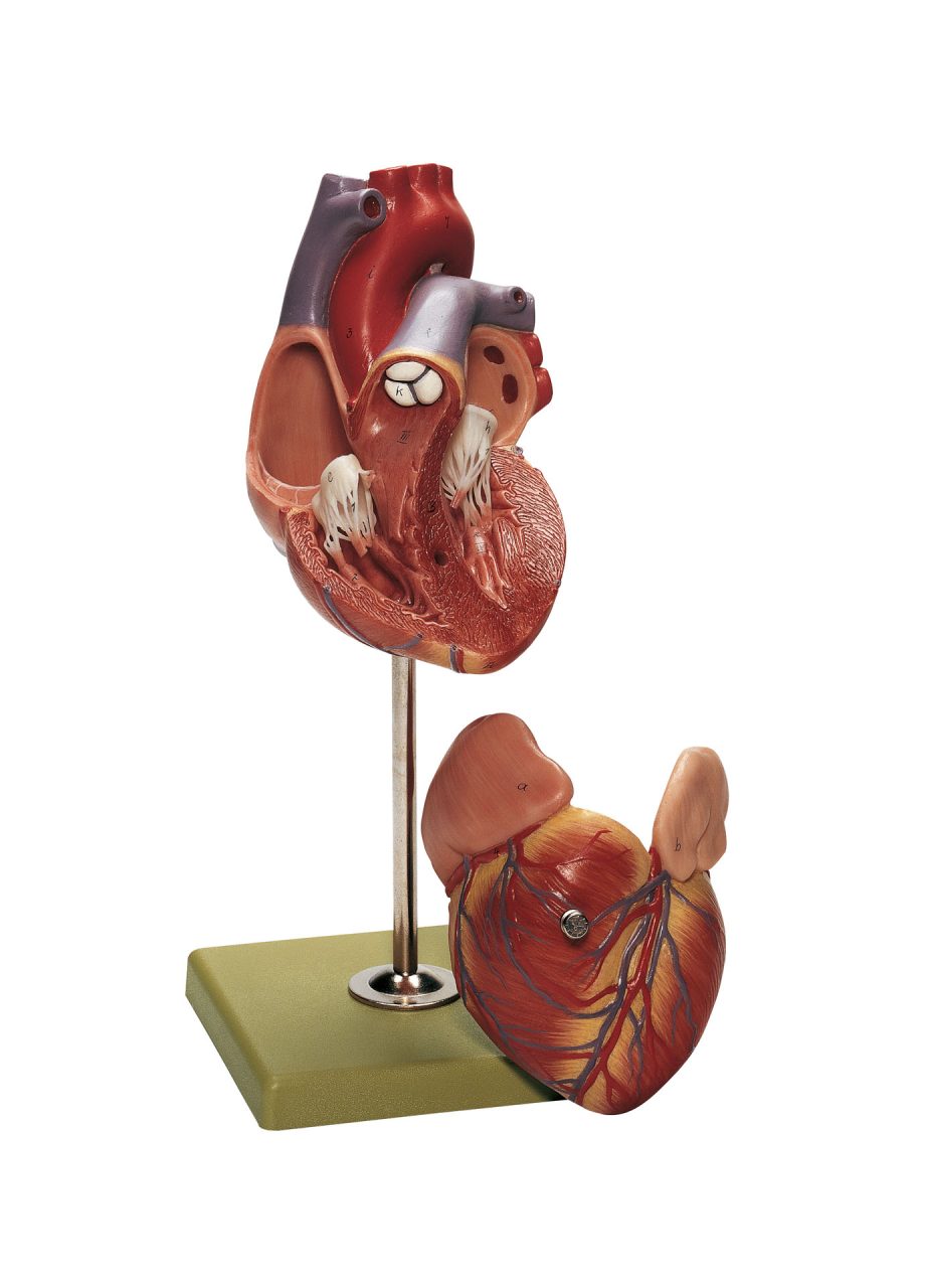 Heart - Separates Into 2 Parts