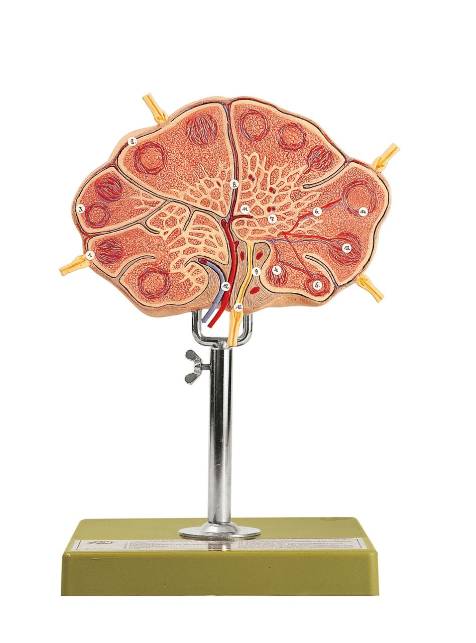 Lymph Node