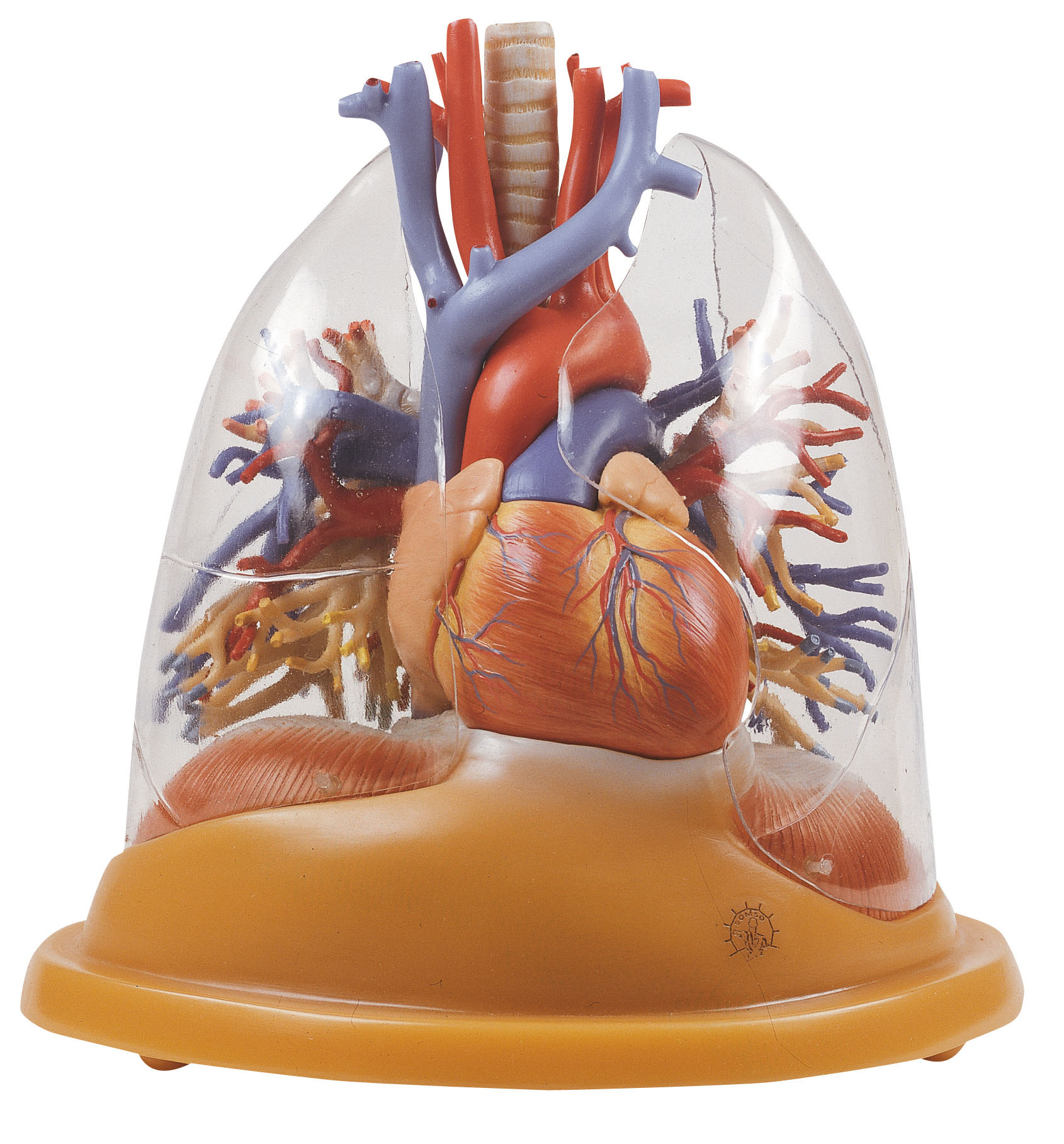 Heart-lung Table Model