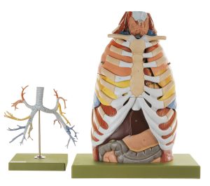 Anatomy of the Thorax