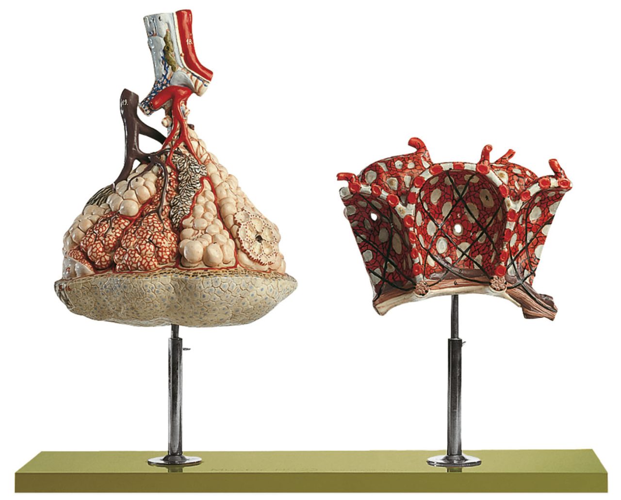 Lobule of the Lung With Additional Model Pulmonary Alveoli