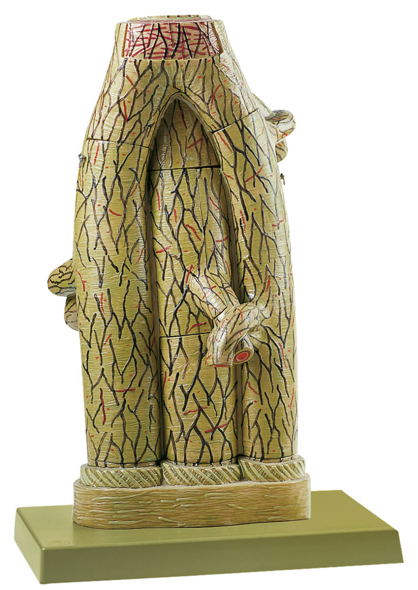 Fine Structure of an Artery and Veins