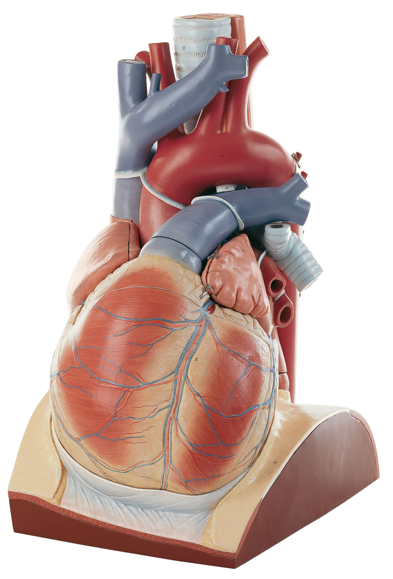 Heart (Lecture Theatre Model)