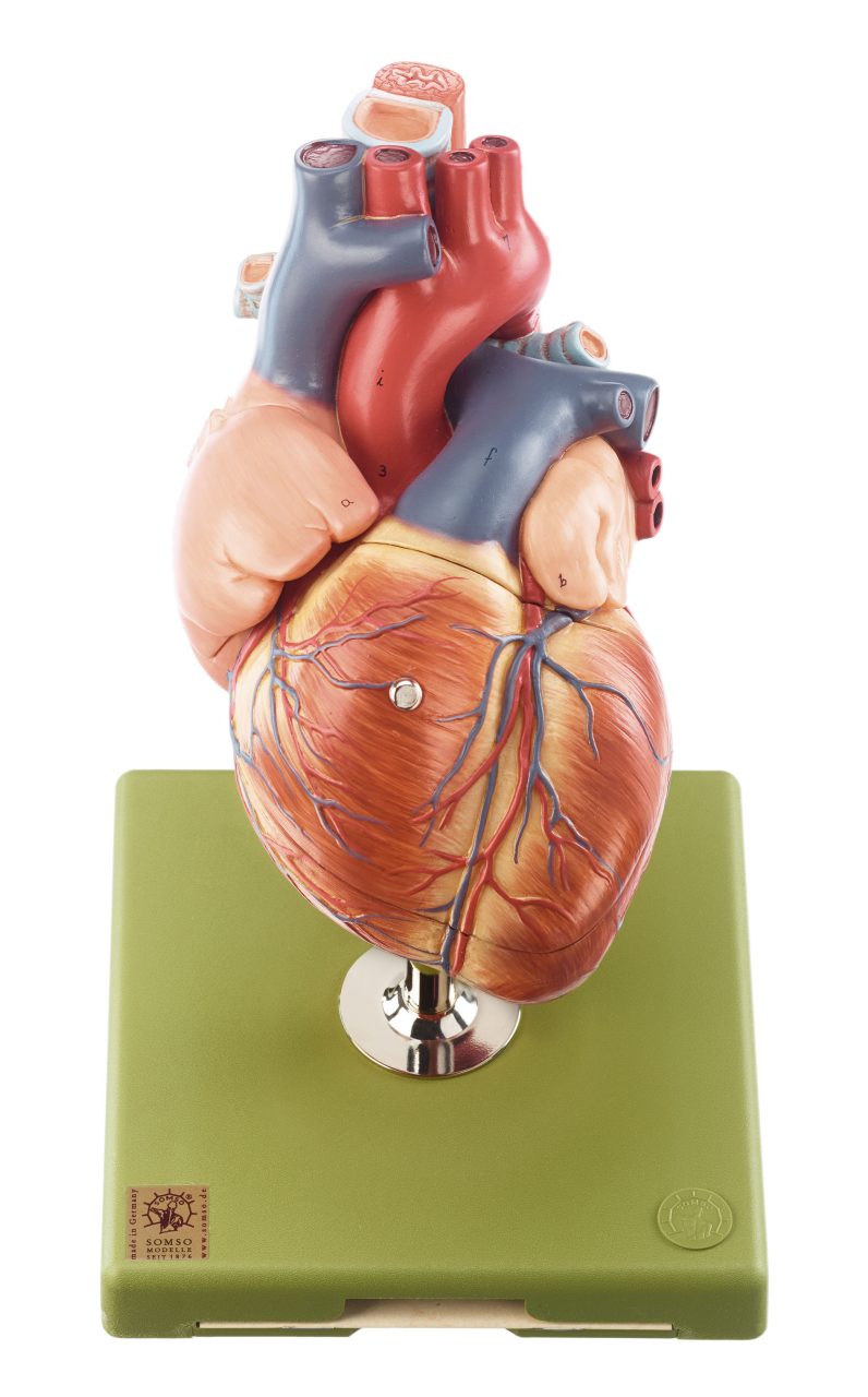Heart - Separates Into 5 Parts