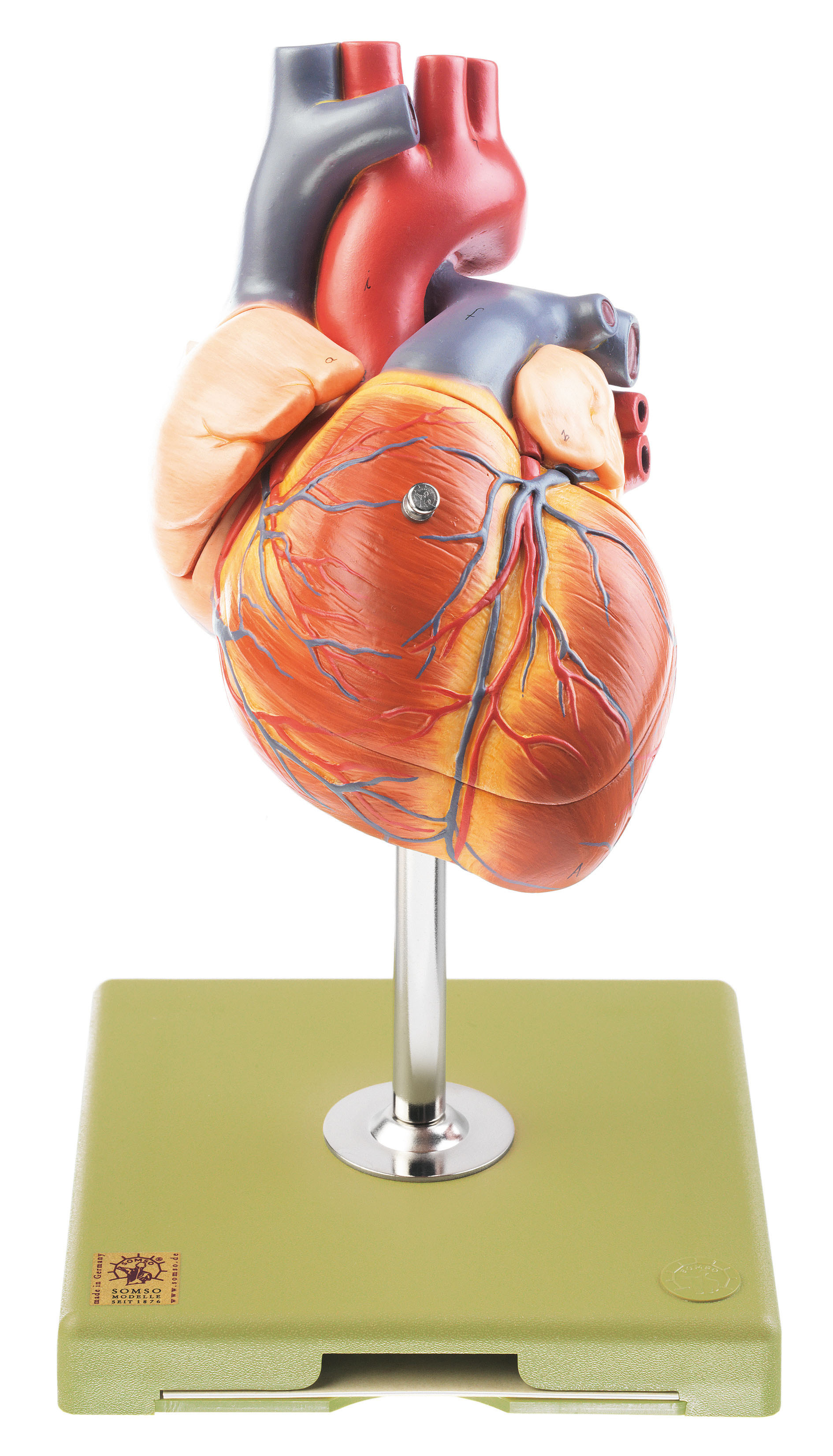 Heart With Conducting System