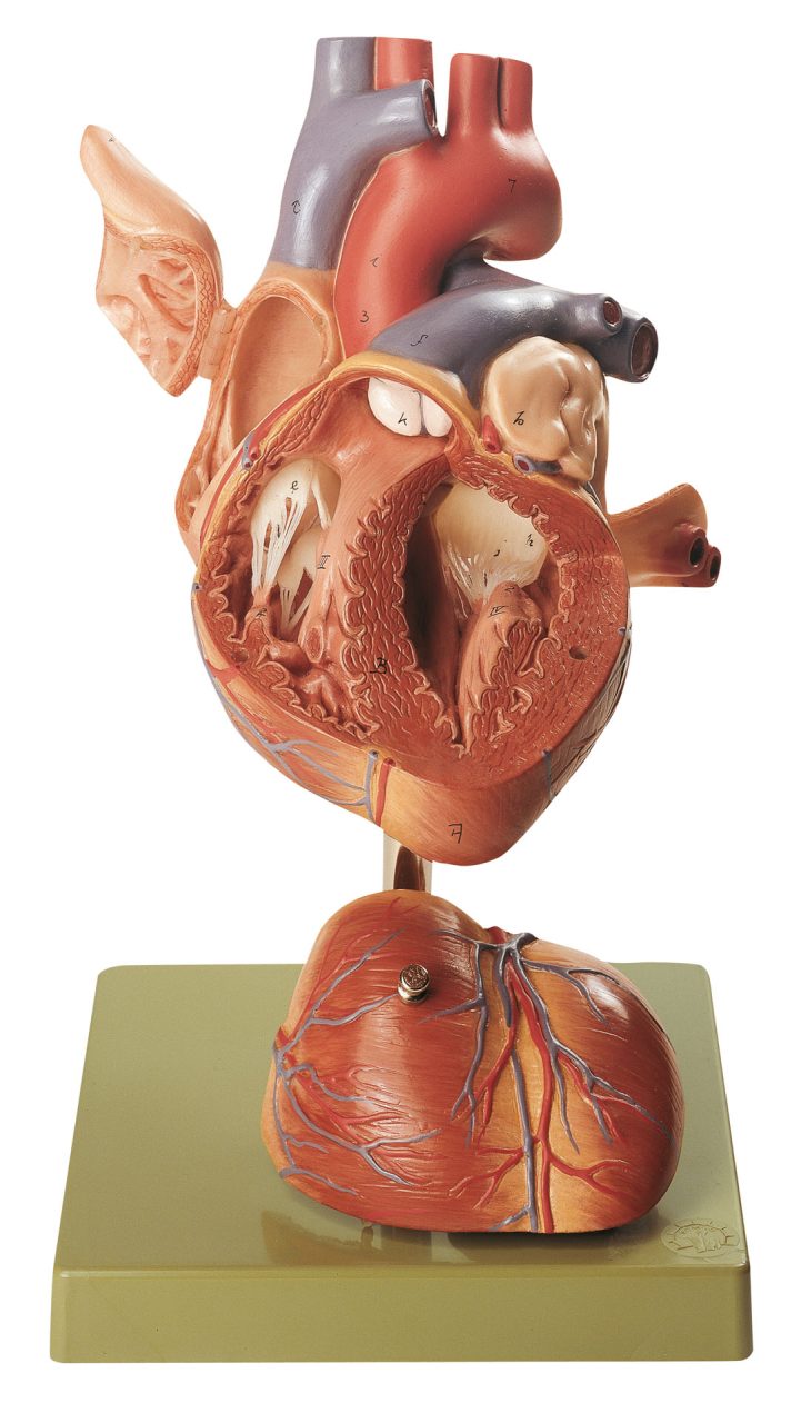Heart - Separates Into 4 Parts