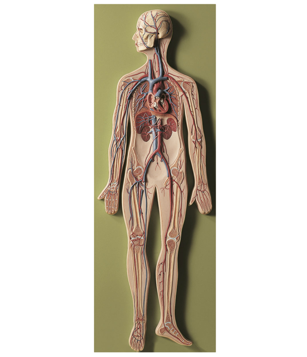 Circulatory System, Light