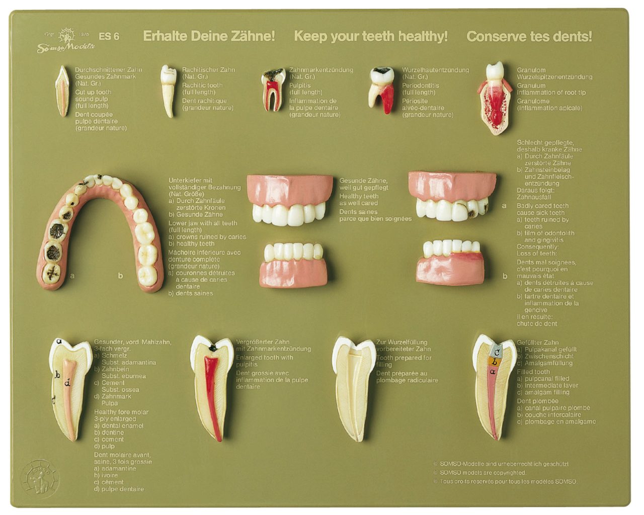 Case of Teeth "Keep Your Teeth Healthy"