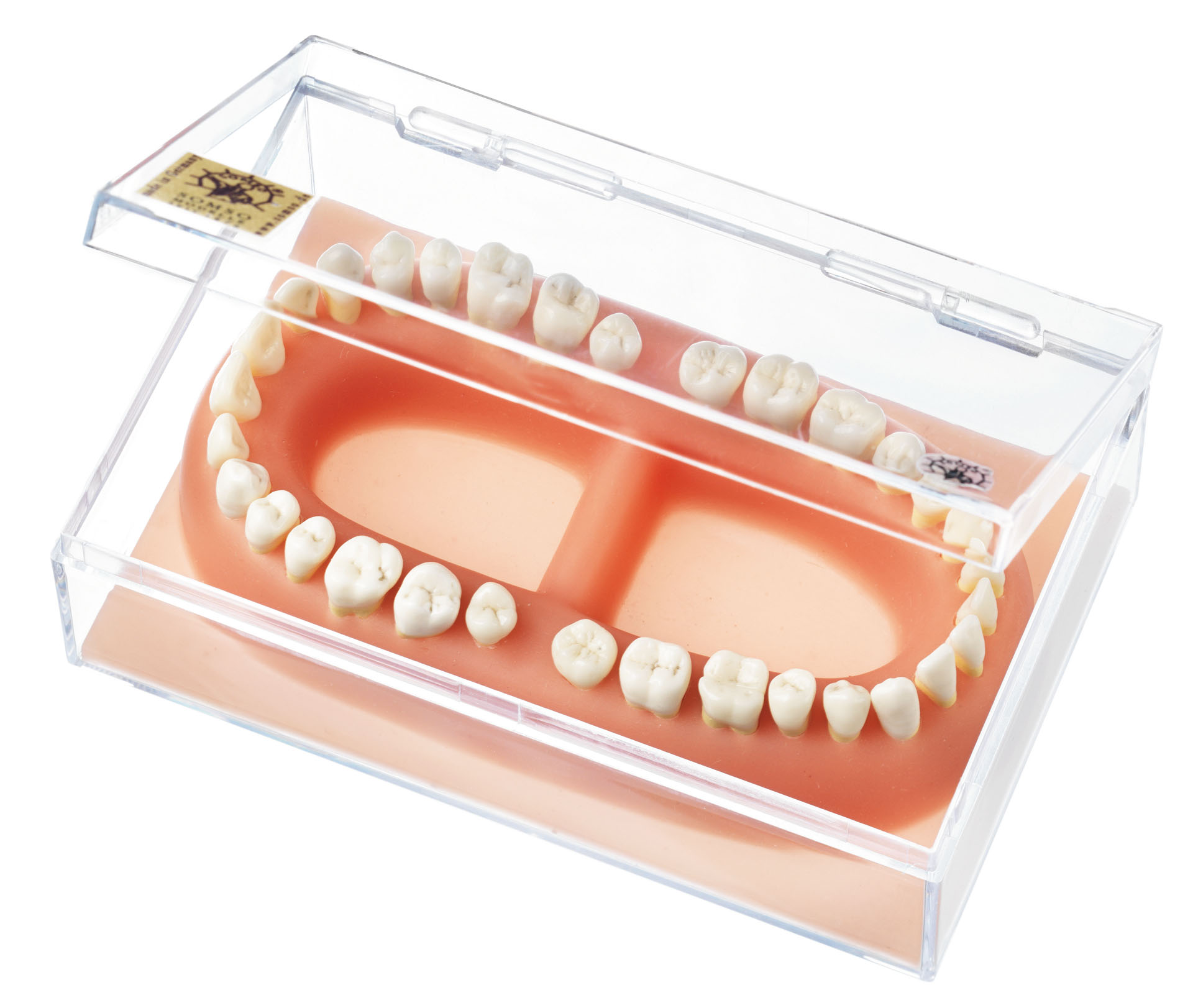 Set of Teeth of an Adult