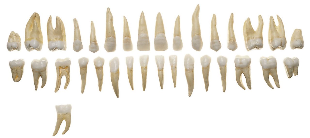 Set of Teeth of an Adult